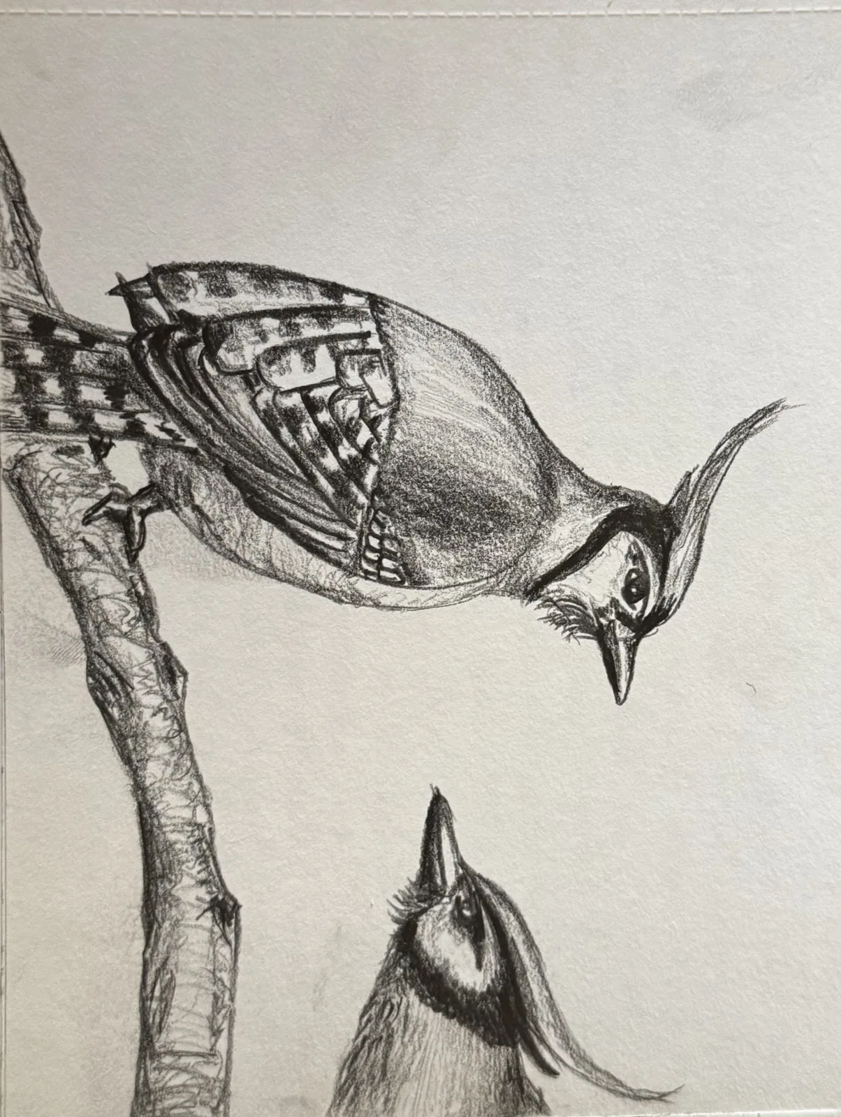 Pencil studies of birds on a sketchbook page